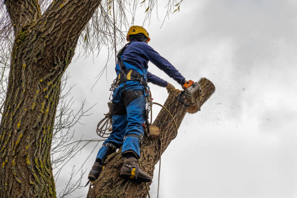 Best Tree Trimming and Pruning  in Delavan, WI